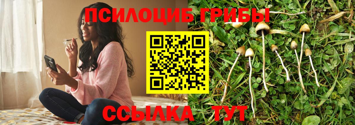 Псилоцибиновые грибы Psilocybe Углич