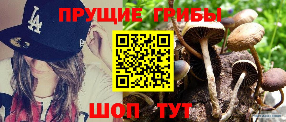Псилоцибиновые грибы Psilocybe  Псилоцибиновые грибы мухоморы  Углич  Вход с VPN 
